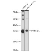 abx001183