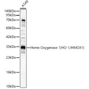 abx001194