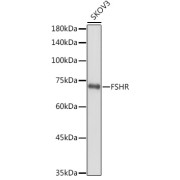 abx001259