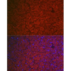 Follicle Stimulating Hormone Receptor (FSHR) Antibody