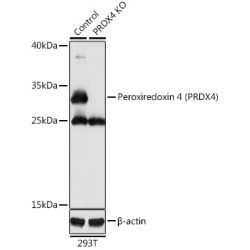 Peroxiredoxin 4 (PRDX4) Antibody
