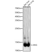 Western blot analysis of various lysates, using ANG Antibody at 1/700 dilution. Secondary antibody: HRP-conjugated Goat anti-Rabbit IgG (H+L) at 1/10000 dilution. Lysates/proteins: 25 µg per lane. Blocking buffer: 3% nonfat dry milk in TBST. Exposure time: 60s.