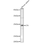 Western blot analysis of lysates from Mouse spleen, using LTA Antibody at 1/1000 dilution. Secondary antibody: HRP-conjugated Goat anti-Rabbit IgG (H+L) at 1/10000 dilution. Lysates/proteins: 25 µg per lane. Blocking buffer: 3% nonfat dry milk in TBST. Exposure time: 30s.