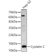 Western blot analysis of lysates from Hep G2 cells, using Cystatin C Antibody at 1/700 dilution. Secondary antibody: HRP-conjugated Goat anti-Rabbit IgG (H+L) at 1/10000 dilution. Lysates/proteins: 25 µg per lane. Blocking buffer: 3% nonfat dry milk in TBST. Exposure time: 30s.