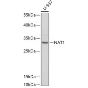 Western blot analysis of lysates from U-937 cells, using NAT1 Antibody at 1/1000 dilution. Secondary antibody: HRP-conjugated Goat anti-Rabbit IgG (H+L) at 1/10000 dilution. Lysates/proteins: 25 µg per lane. Blocking buffer: 3% nonfat dry milk in TBST.