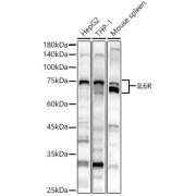 Western blot analysis of lysates from THP-1 cells using IL6R Antibody at 1/1000 dilution. Secondary antibody: HRP-conjugated Goat anti-Rabbit IgG (H+L) at 1/10000 dilution. Lysates/proteins: 25 µg per lane. Blocking buffer: 3% nonfat dry milk in TBST. Exposure time: 10s.