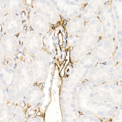 Annexin A2 (ANXA2) Antibody