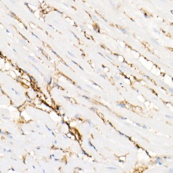 Annexin A2 (ANXA2) Antibody