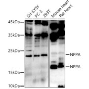 abx001353
