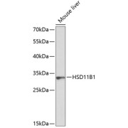 Western blot analysis of lysates from mouse liver, using HSD11B1 Antibody at 1/1000 dilution. Secondary antibody: HRP-conjugated Goat anti-Rabbit IgG (H+L) at 1/10000 dilution. Lysates/proteins: 25 µg per lane. Blocking buffer: 3% nonfat dry milk in TBST. Exposure time: 90S.