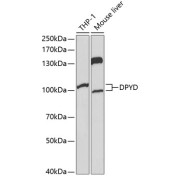 abx001364