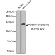 Western blot analysis of various lysates using [KO Validated] Insulin-degrading enzyme (IDE) Antibody at 1/1000 dilution. Secondary antibody: HRP-conjugated Goat anti-Rabbit IgG (H+L) at 1/10000 dilution. Lysates/proteins: 25 µg per lane. Blocking buffer: 3% nonfat dry milk in TBST.