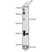 Western blot analysis of lysates from wild type (WT) and GATA3 knockout (KO) 293T cells, using [KO Validated] GATA3 Antibody at 1/1000 dilution. Secondary antibody: HRP-conjugated Goat anti-Rabbit IgG (H+L) at 1/10000 dilution. Lysates/proteins: 25 µg per lane. Blocking buffer: 3% nonfat dry milk in TBST. Exposure time: 180s.