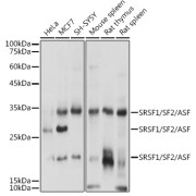 Western blot analysis of various lysates using SRSF1/SF2/ASF Antibody at 1/1000 dilution. Secondary antibody: HRP-conjugated Goat anti-Rabbit IgG (H+L) at 1/10000 dilution. Lysates/proteins: 25 µg per lane. Blocking buffer: 3% nonfat dry milk in TBST. Exposure time: 1s.