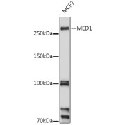 Western blot analysis of lysates from MCF7 cells, using MED1 Antibody at 1/1000 dilution. Secondary antibody: HRP-conjugated Goat anti-Rabbit IgG (H+L) at 1/10000 dilution. Lysates/proteins: 25 µg per lane. Blocking buffer: 3% nonfat dry milk in TBST. Exposure time: 10s.