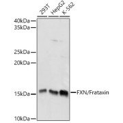 Western blot analysis of various lysates using FXN / Frataxin Antibody at 1/1000 dilution. Secondary antibody: HRP-conjugated Goat anti-Rabbit IgG (H+L) at 1/10000 dilution. Lysates/proteins: 25 µg per lane. Blocking buffer: 3% nonfat dry milk in TBST. Exposure time: 5s.