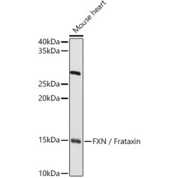 Frataxin (FXN) Antibody