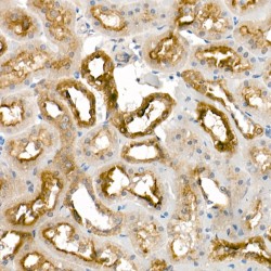 Kallikrein 1 (KLK1) Antibody