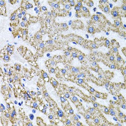 Syndecan 2 (SDC2) Antibody