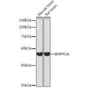 Western blot analysis of various lysates using BMPR1A Antibody at 1/1000 dilution. Secondary antibody: HRP-conjugated Goat anti-Rabbit IgG (H+L) at 1/10000 dilution. Lysates/proteins: 25 µg per lane. Blocking buffer: 3% nonfat dry milk in TBST. Exposure time: 30s.