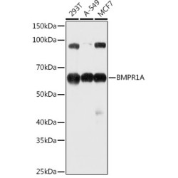 Bone Morphogenetic Protein Receptor 1A (BMPR1A) Antibody