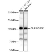 Western blot analysis of various lysates, using GluR1/GRIA1 Antibody at 1/500 dilution. Secondary antibody: HRP-conjugated Goat anti-Rabbit IgG (H+L) at 1/10000 dilution. Lysates/proteins: 25 µg per lane. Blocking buffer: 3% nonfat dry milk in TBST. Exposure time: 30s.
