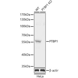 Polypyrimidine Tract-Binding Protein 1 (PTBP1) Antibody