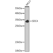 Western blot analysis of lysates from MCF7 cells, using SDC4 Antibody at 1/1000 dilution. Secondary antibody: HRP-conjugated Goat anti-Rabbit IgG (H+L) at 1/10000 dilution. Lysates/proteins: 25 µg per lane. Blocking buffer: 3% nonfat dry milk in TBST.