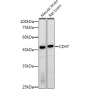 Western blot analysis of various lysates using CD47 Antibody at 1/1000 dilution. Secondary antibody: HRP-conjugated Goat anti-Rabbit IgG (H+L) at 1/10000 dilution. Lysates/proteins: 25 µg per lane. Blocking buffer: 3% nonfat dry milk in TBST. Exposure time: 180s.