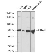 Western blot analysis of various lysates using HSPA1L Antibody at 1/500 dilution. Secondary antibody: HRP-conjugated Goat anti-Rabbit IgG (H+L) at 1/10000 dilution. Lysates/proteins: 25 µg per lane. Blocking buffer: 3% nonfat dry milk in TBST.