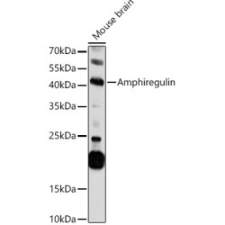 Amphiregulin (AREG) Antibody
