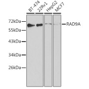 Western blot analysis of various lysates using RAD9A Antibody at 1/1000 dilution. Secondary antibody: HRP-conjugated Goat anti-Rabbit IgG (H+L) at 1/10000 dilution. Lysates/proteins: 25 µg per lane. Blocking buffer: 3% nonfat dry milk in TBST.