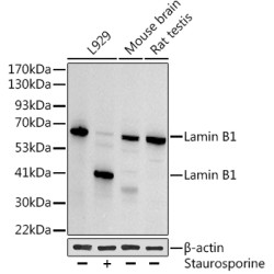 Lamin B1 (LMNB1) Antibody