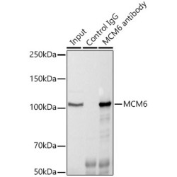 Minichromosome Maintenance Deficient 6 Homolog (MCM6) Antibody