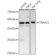 Western blot analysis of lysates from 293T cells, using TRIM21/SS-A Antibody at 1/2000 dilution. Secondary antibody: HRP-conjugated Goat anti-Rabbit IgG (H+L) at 1/10000 dilution. Lysates/proteins: 25 µg per lane. Blocking buffer: 3% nonfat dry milk in TBST. Exposure time: 90s.