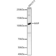 abx001613