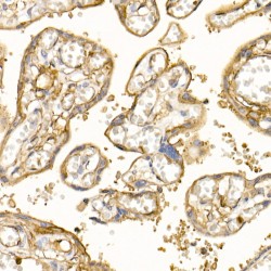 Protein S100-A10 (S100A10) Antibody
