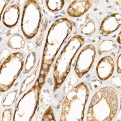 AP-2 Complex Subunit Beta (AP2B1) Antibody