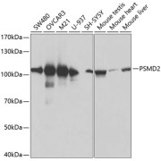 Western blot analysis of various lysates using PSMD2 Antibody at 1/600 dilution. Secondary antibody: HRP-conjugated Goat anti-Rabbit IgG (H+L) at 1/10000 dilution. Lysates/proteins: 25 µg per lane. Blocking buffer: 3% nonfat dry milk in TBST. Exposure time: 90s.