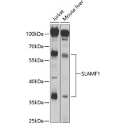 abx001661
