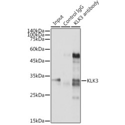 Kallikrein 1-Related Peptidase B3 (KLK1B3) Antibody