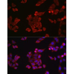G2/mitotic-Specific Cyclin-B1 (CCNB1) Antibody