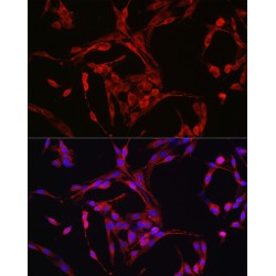 G2/mitotic-Specific Cyclin-B1 (CCNB1) Antibody