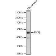 Western blot analysis of lysates from mouse brain, using GSK3β Antibody at 1/1000 dilution. Secondary antibody: HRP-conjugated Goat anti-Rabbit IgG (H+L) at 1/10000 dilution. Lysates/proteins: 25 µg per lane. Blocking buffer: 3% nonfat dry milk in TBST. Exposure time: 90s.