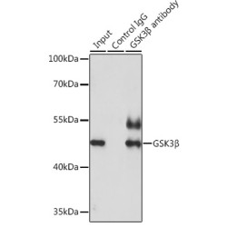 Glycogen Synthase Kinase 3 Beta (GSK3B) Antibody