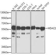 Western blot analysis of various lysates using HDAC2 Antibody at 1/1000 dilution. Secondary antibody: HRP-conjugated Goat anti-Rabbit IgG (H+L) at 1/10000 dilution. Lysates/proteins: 25 µg per lane. Blocking buffer: 3% nonfat dry milk in TBST.