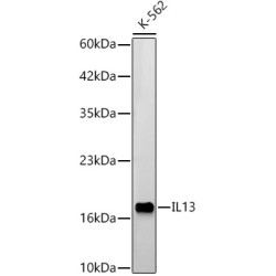 Interleukin 13 (IL13) Antibody