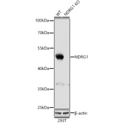 Protein NDRG1 (NDRG1) Antibody