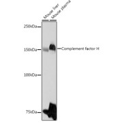 abx001778