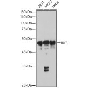 Western blot analysis of lysates from C6 cells using IRF3 Antibody at 1/1000 dilution. Secondary antibody: HRP-conjugated Goat anti-Rabbit IgG (H+L) at 1/10000 dilution. Lysates/proteins: 25 µg per lane. Blocking buffer: 3% nonfat dry milk in TBST. Exposure time: 90s.